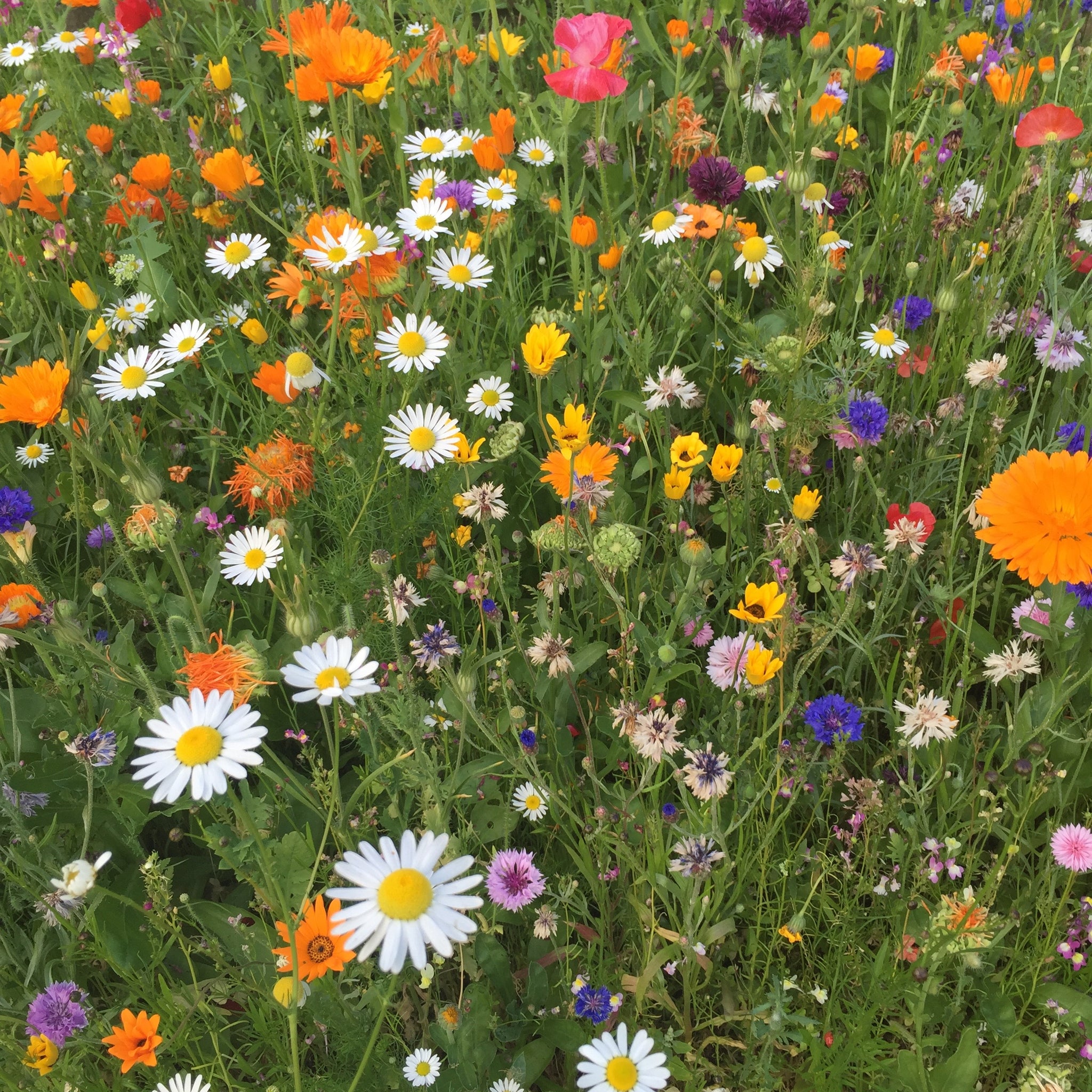 saving wildflower seeds Free wild flower seeds | UK