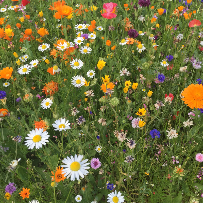 An extra pack of bee-saving seeds