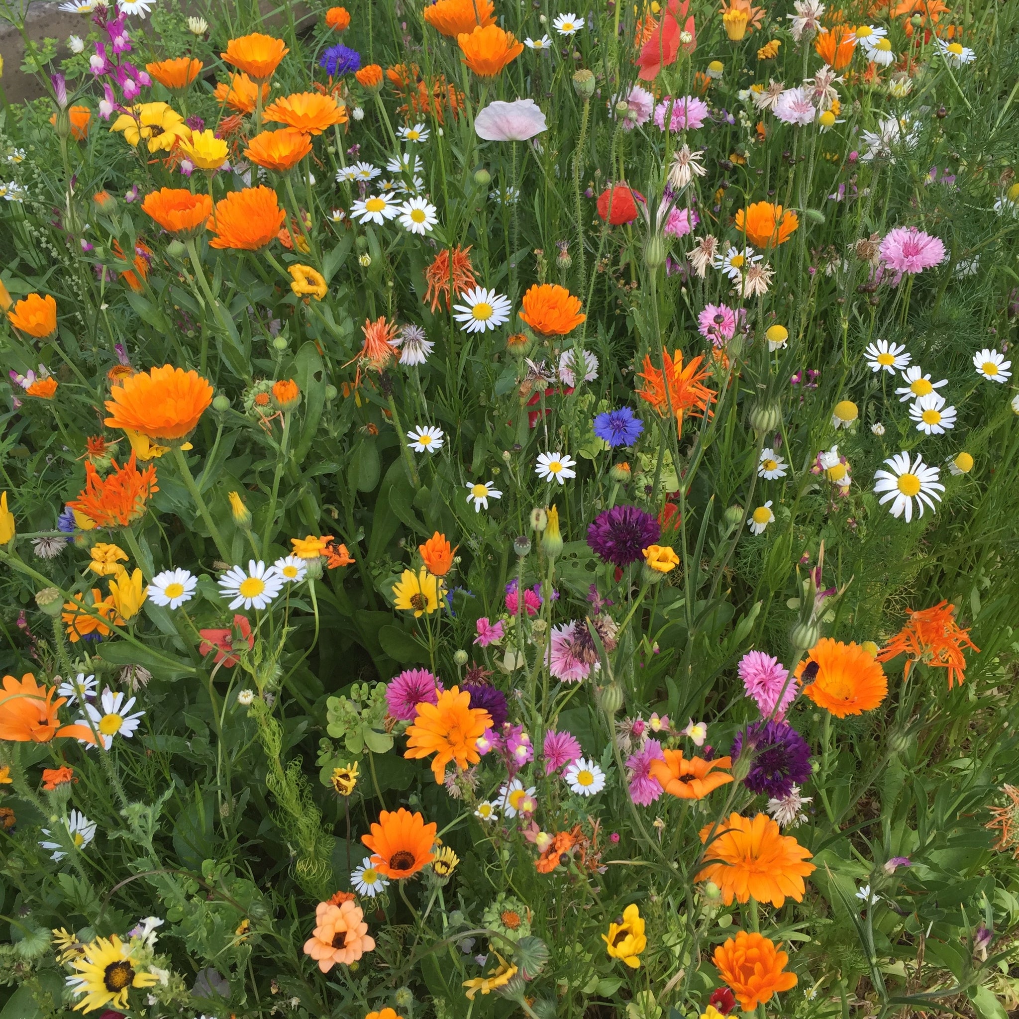 wildflower seeds free Free wild flower seeds | UK