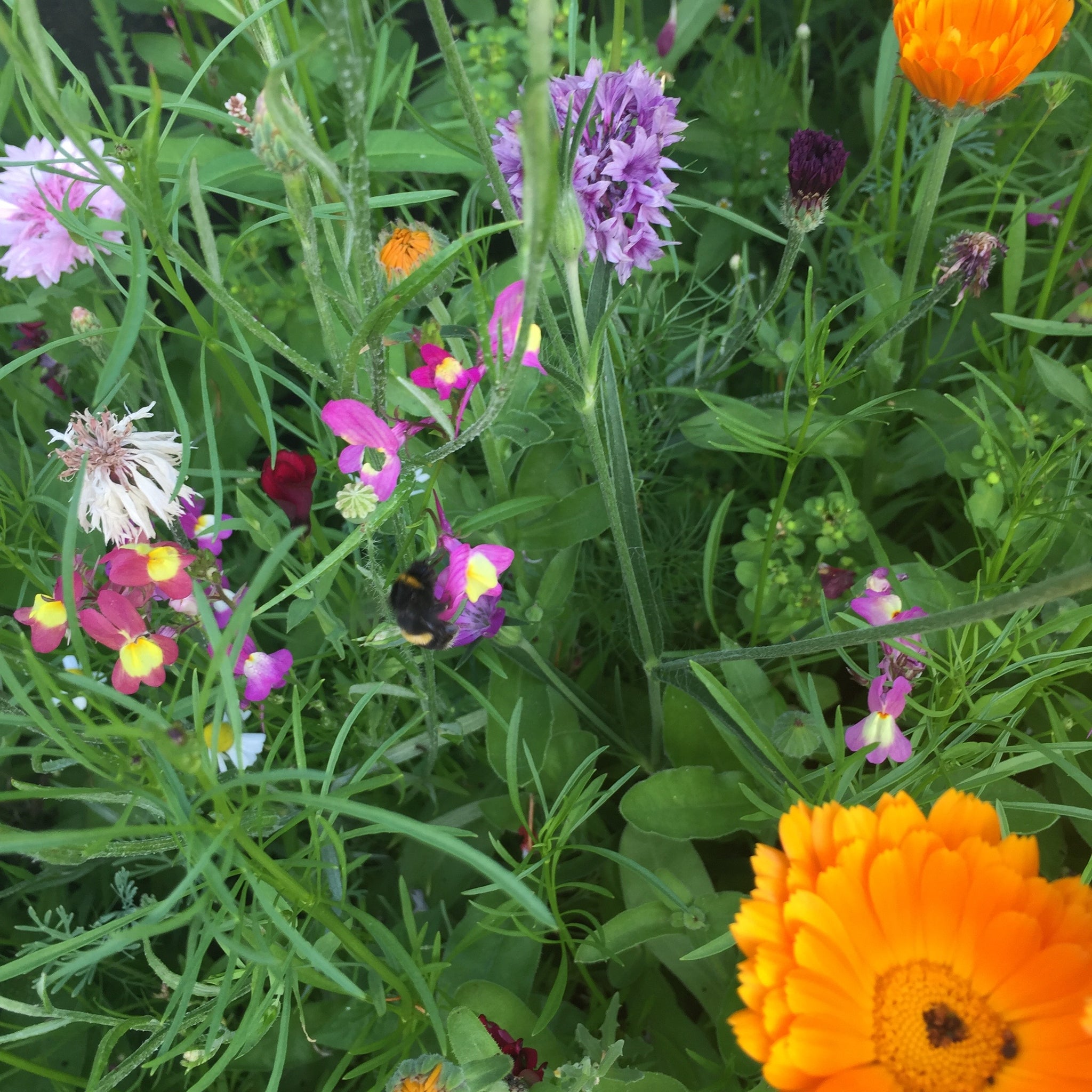 free wild flower seeds 2023 Free wild flower seeds | UK