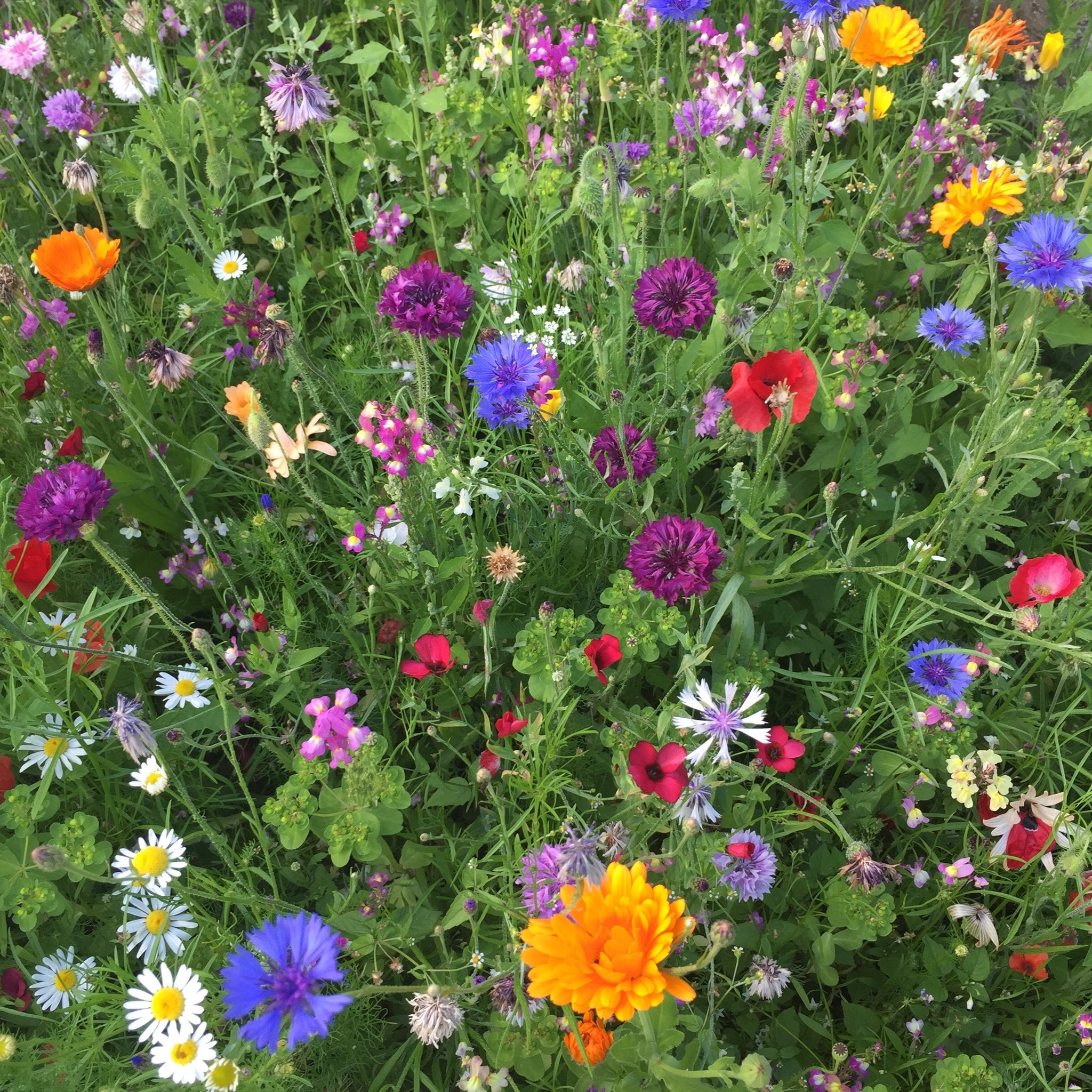free wild flower seeds 2023 Free wild flower seeds | UK