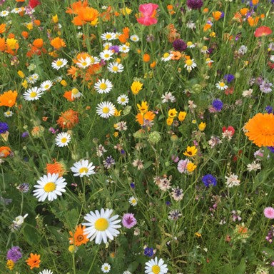 An extra pack of bee-saving seeds